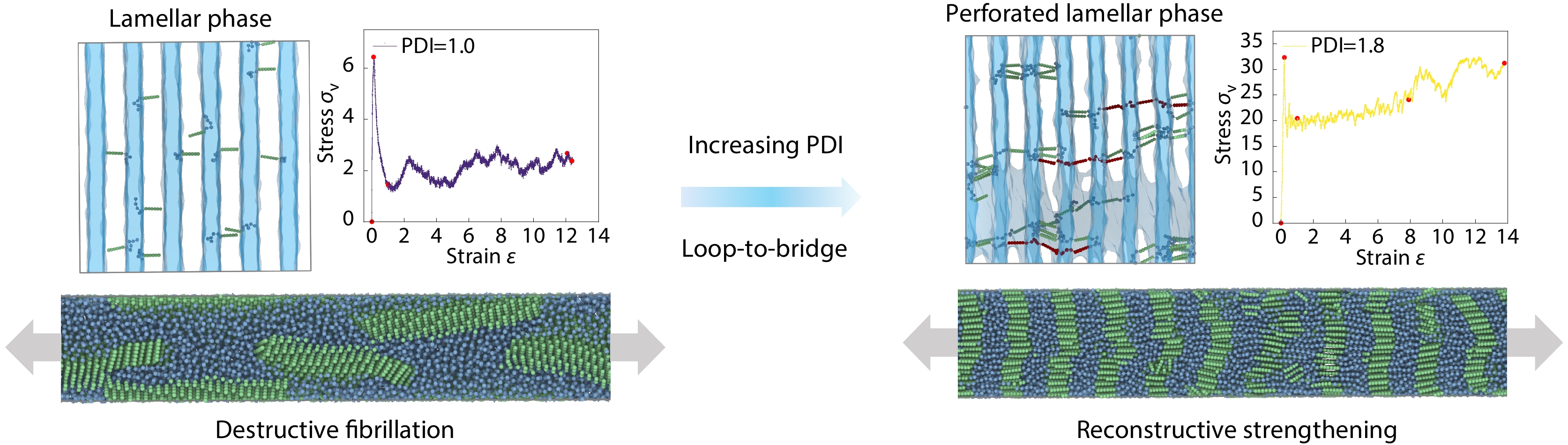 Molecular Weight Distribution Effects on the Structural and Mechanical Performance of Conjugated Polymers Incorporating Flexible Spacers: A Simulation Study