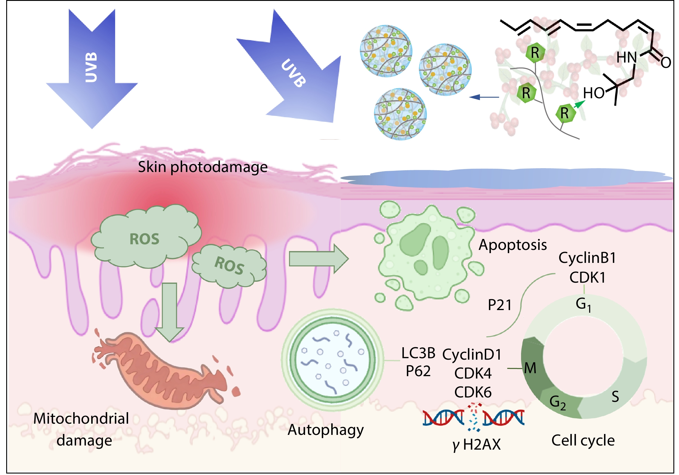 Amphiphilic Hyaluronic Acids Enhance Sanshool’s Efficacy against Skin Photodamage <italic style="font-style: italic">via</italic> Stability Improvement and Cell Cycle Regulation