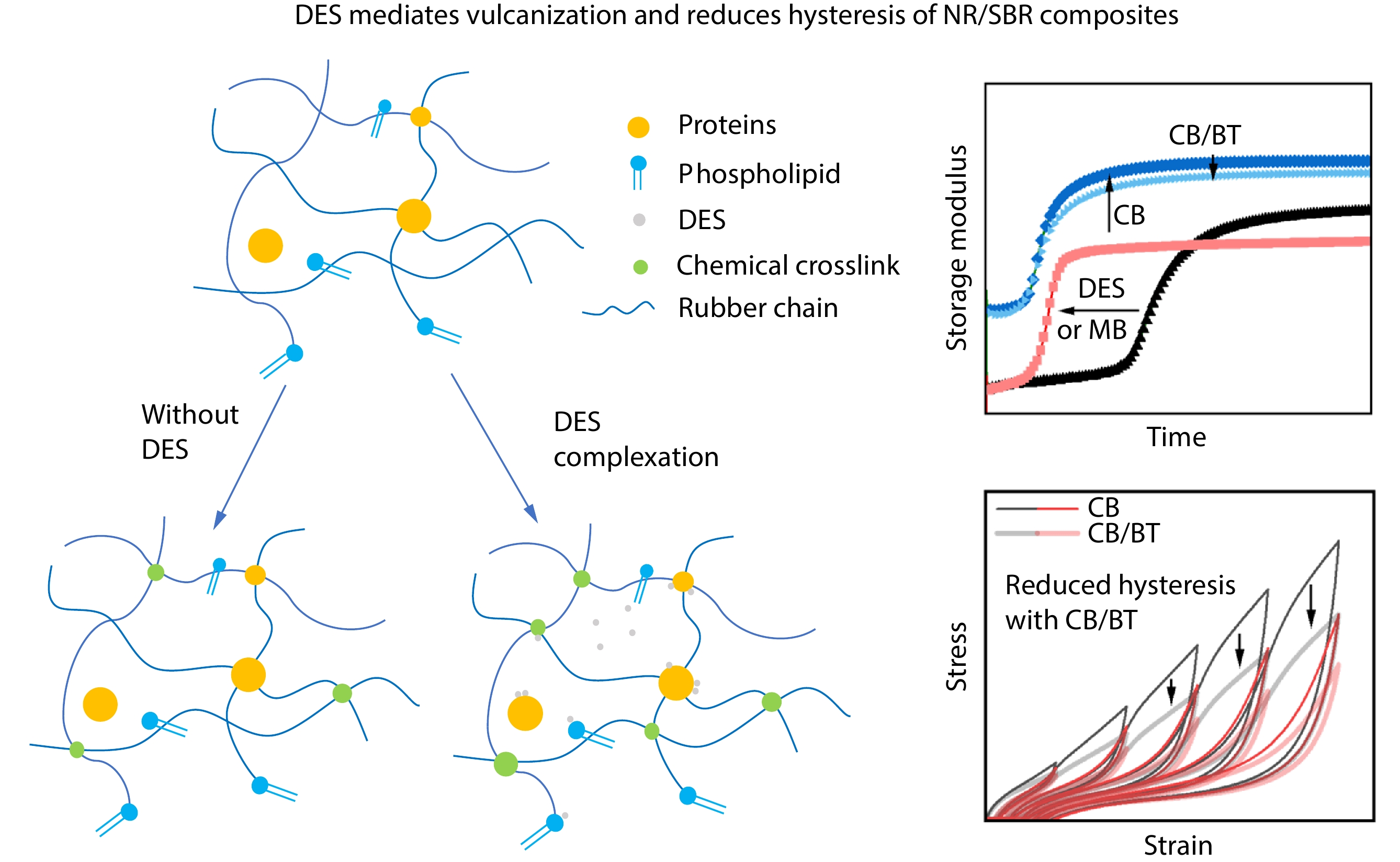 Influence of Antioxidants and Deep Eutectic Solvent on Vulcanization Kinetics and Mechanical Behaviors of Natural Rubber/Styrene-Butadiene Rubber Blend and Composites